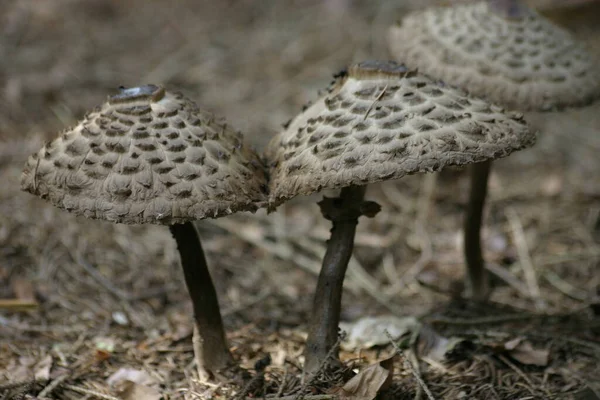 Pilze Fliegenpilz Sporenträger — Stockfoto