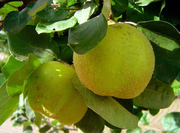 木の3番目の順序滑らかな茶色の樹皮を持つ4 Mの高さの木花 白ピンク 大規模な 今年5月 6月の短い撮影で通常は単株の花主に自己肥沃な果実 リンゴまたは洋ナシ状のレモンイエロー カール — ストック写真