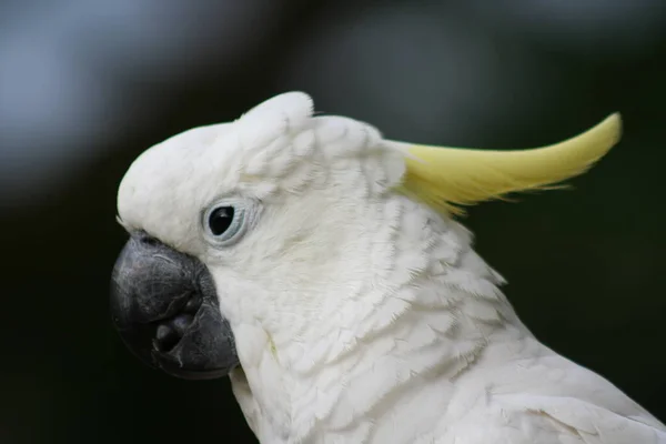 Vista Panorámica Del Hermoso Pájaro Kakadu — Foto de Stock