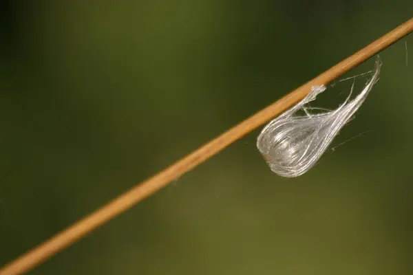 아름다운 식물학적 — 스톡 사진