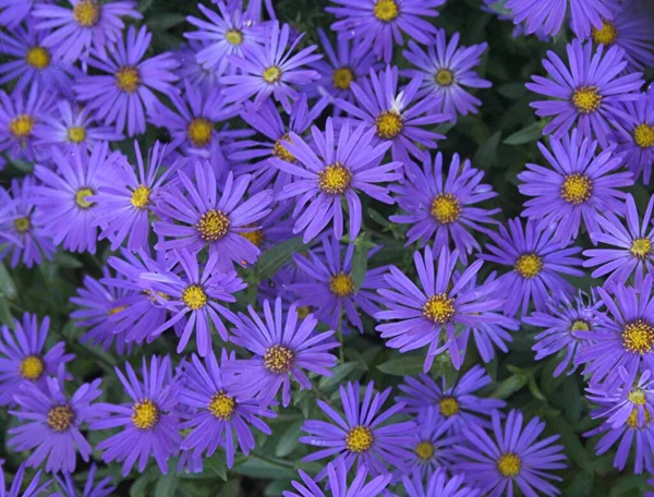 Sommarblommor Flora Och Kronblad — Stockfoto