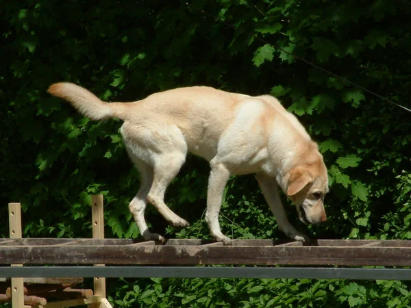 Porträtt Söt Hund — Stockfoto