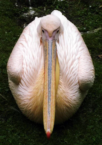 Zoo Krefeld Enregistré Avec Sony Dsc — Photo