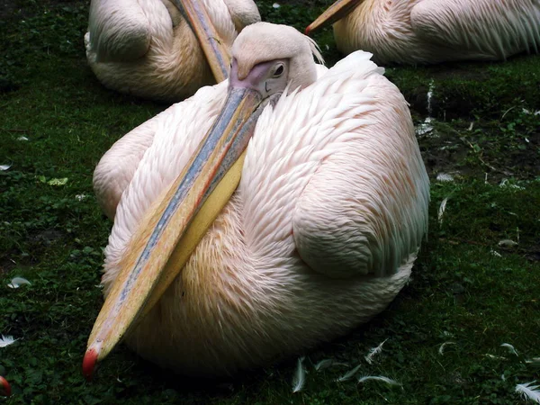 Vista Zoológico Krefeld Grabada Con Sony Dsc — Foto de Stock