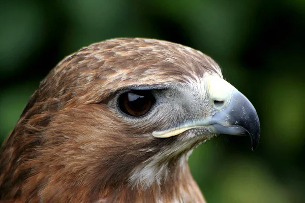 Vue Panoramique Majestueux Aigle Royal Nature Sauvage — Photo