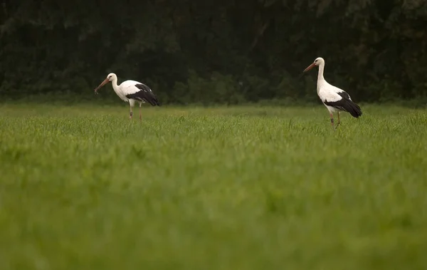 Wildvogel Naturfauna Storch — Stockfoto