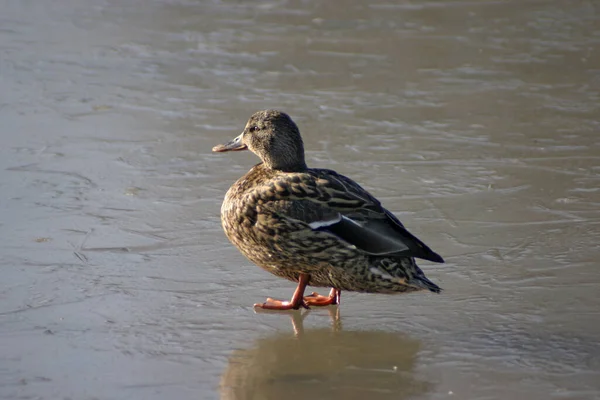 Pictures Were Taken Largely Frozen Small Lake Park Schnbusch Aschaffenburg — Stock Photo, Image