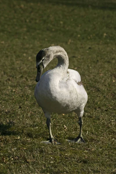 Schilderachtig Uitzicht Majestueuze Zwaan Natuur — Stockfoto