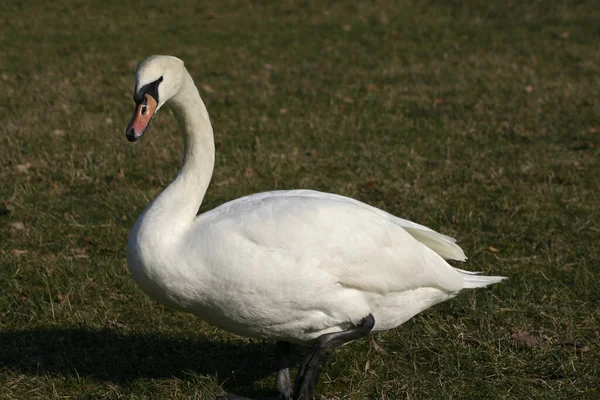 Vacker Utsikt Över Majestätisk Svan Naturen — Stockfoto