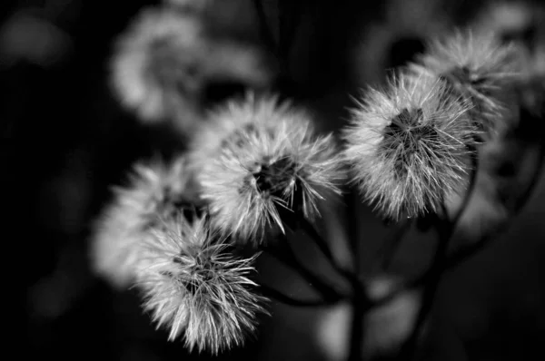 Schöne Blumen Blumiges Konzept Hintergrund — Stockfoto