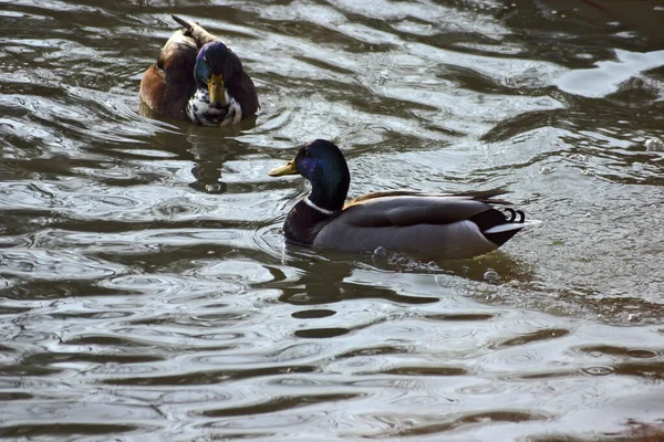 Floating Ducks Pictures Were Taken Small Lake Park Schnbusch Aschaffenburg – stockfoto