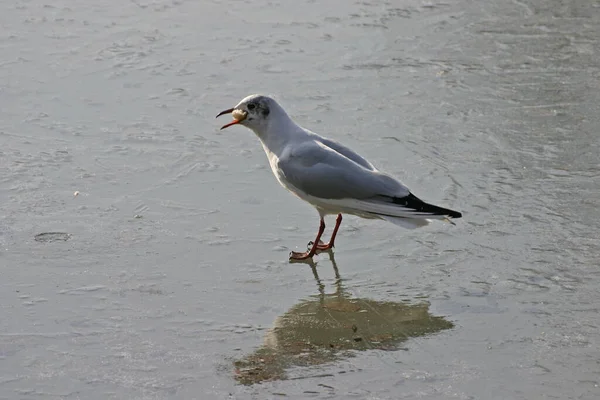 Seagull Imagens Foram Tiradas Pequeno Lago Parcialmente Congelado Parque Schnbusch — Fotografia de Stock