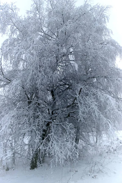 Снежное Дерево Сельбе — стоковое фото