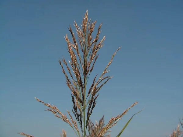 Mooi Botanisch Schot Natuurlijk Behang — Stockfoto