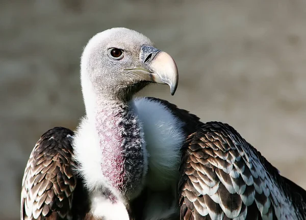 野鳥観察 野鳥観察 野鳥観察 — ストック写真