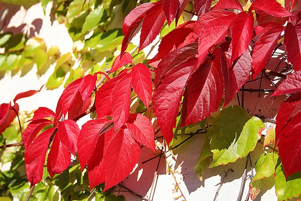 Autumn Colors Fall Season Foliage — Stock Photo, Image