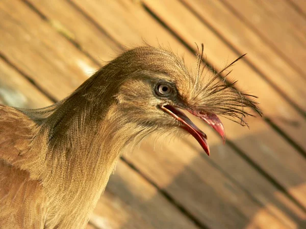 Schilderachtig Uitzicht Prachtige Vogel Natuur — Stockfoto