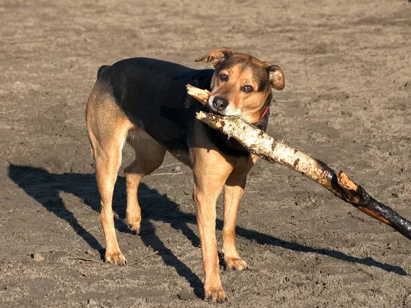 Porträt Eines Süßen Hundes — Stockfoto