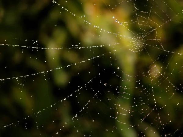 Spider Web Dew Drops Glass — Stock Photo, Image