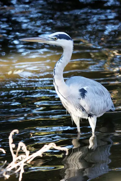 Pemandangan Burung Heron Alam — Stok Foto