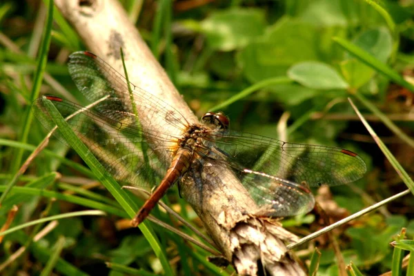 Dragonfly Insect Odonata Fauna — Stock Photo, Image