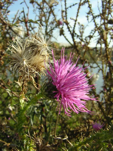 thistle wild field flower, flora and nature
