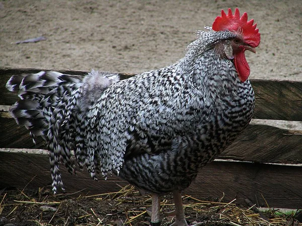 Lorsque Coq Est Sur Merde — Photo