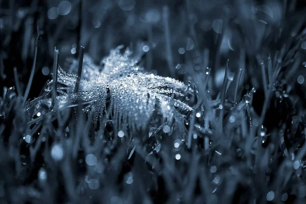 Feather Morning Dew Still Quite Sleepy — kuvapankkivalokuva