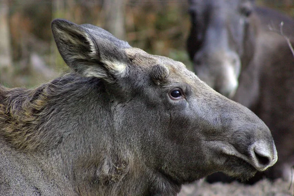 Schorfheide Vahşi Yaşam Parkı Nda Genç Bir Geyik — Stok fotoğraf