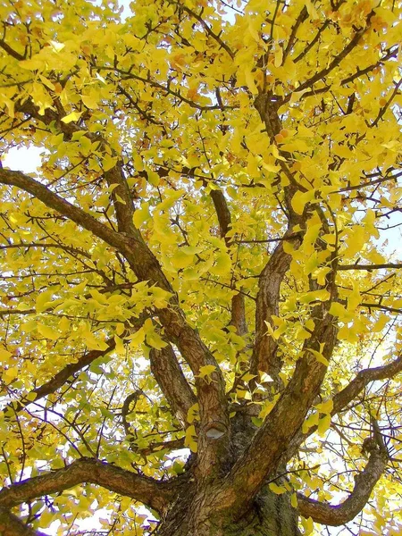 Otoño Parque — Foto de Stock