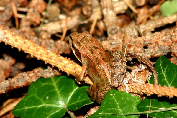 Çimen Kurbağası Küçük Amfibi — Stok fotoğraf