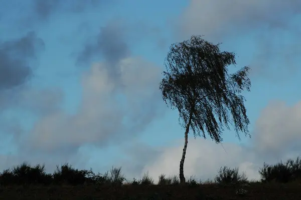 Junge Birke Wind — Stockfoto