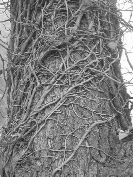 木制桦树 — 图库照片