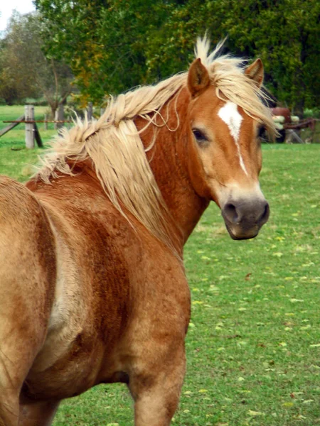野性可爱的马 — 图库照片