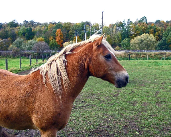 Χαριτωμένο Άλογο Στην Άγρια Φύση — Φωτογραφία Αρχείου