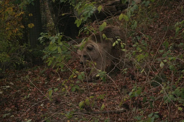 Μια Από Τις Πολλές Βασανισμένες Αρκούδες Που Στο Πάρκο Γουόρμπις — Φωτογραφία Αρχείου