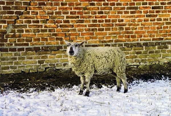 Domestic Sheep Pasture — Stock Photo, Image