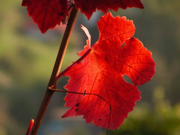 Autumn Makes You Salute — Stock Photo, Image