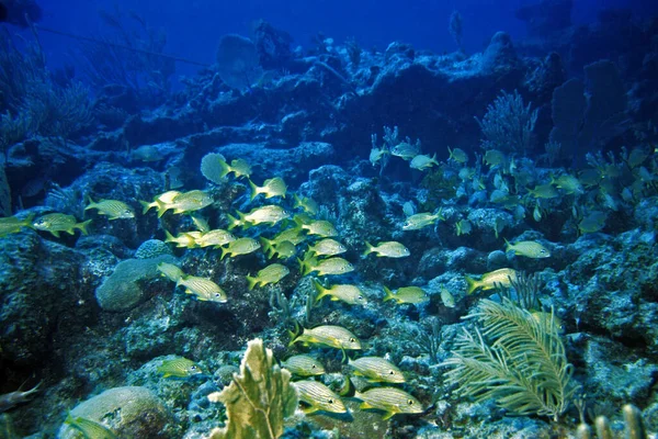 Vista Panoramica Del Mondo Sottomarino — Foto Stock