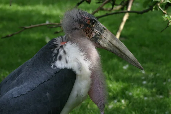 Pájaro Cigüeña Marabú Pico Grande — Foto de Stock