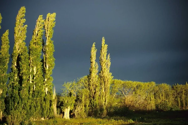 Poplary Před Hromovými Úlomky — Stock fotografie