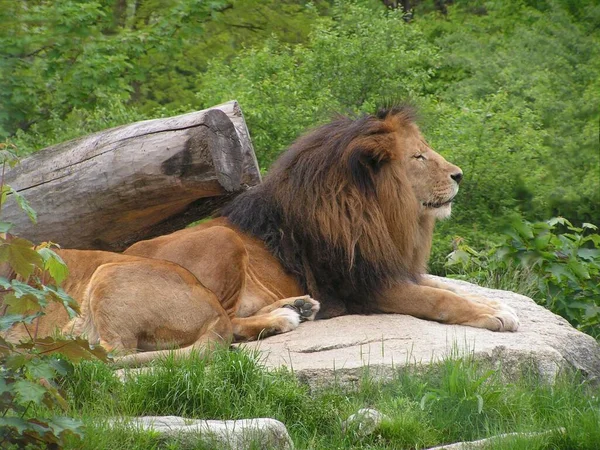 Closeup of animal at zoo