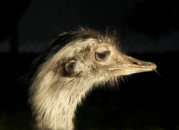 Strauß Tier Vogel Tierwelt — Stockfoto