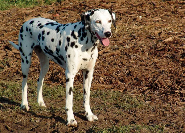 Cão Dalmatiano Animal Estimação Preto Branco — Fotografia de Stock