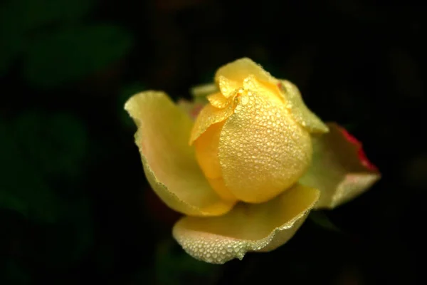 Роза Листопаді — стокове фото