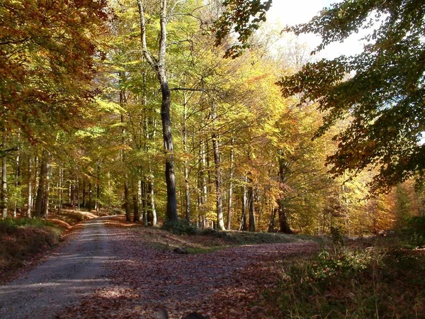 Осенний Лес Разноцветные Листья — стоковое фото