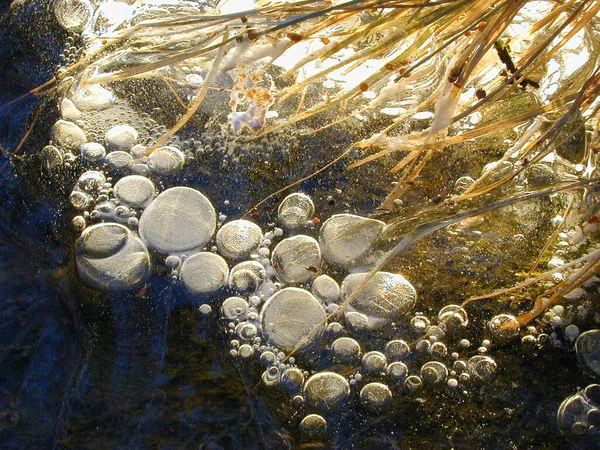 Морські Мушлі Річці — стокове фото
