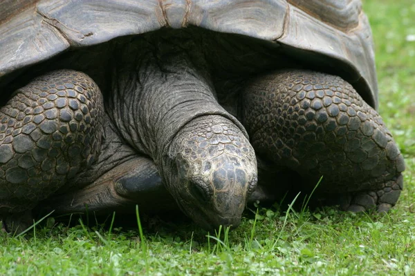 カメの爬虫類動物のトカゲ — ストック写真