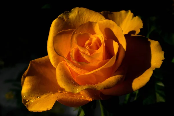 Розовые Лепестки Цветов Романтическая Флора — стоковое фото