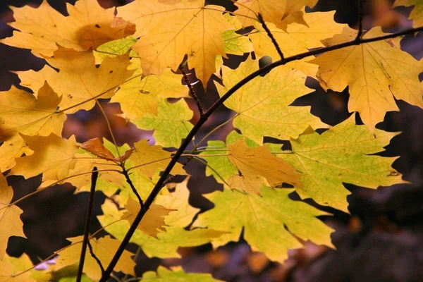 Prachtig Kleurrijk Herfstblad — Stockfoto